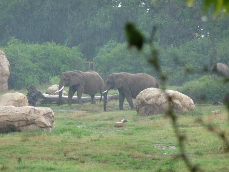 African Elephants in the rain (2).JPG